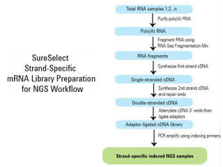 Whole Genome Resequencing