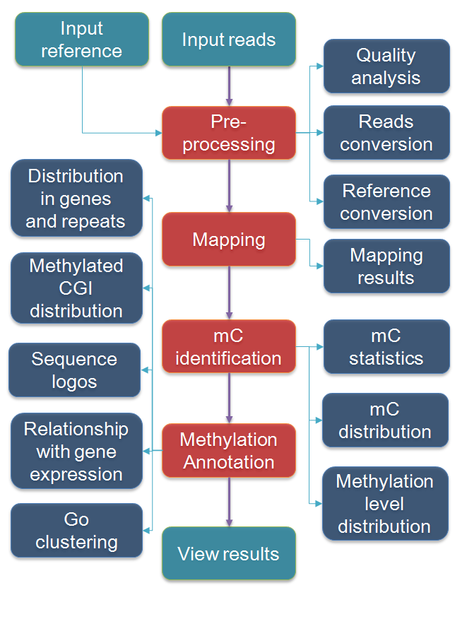 whole genome bisulfite workflow